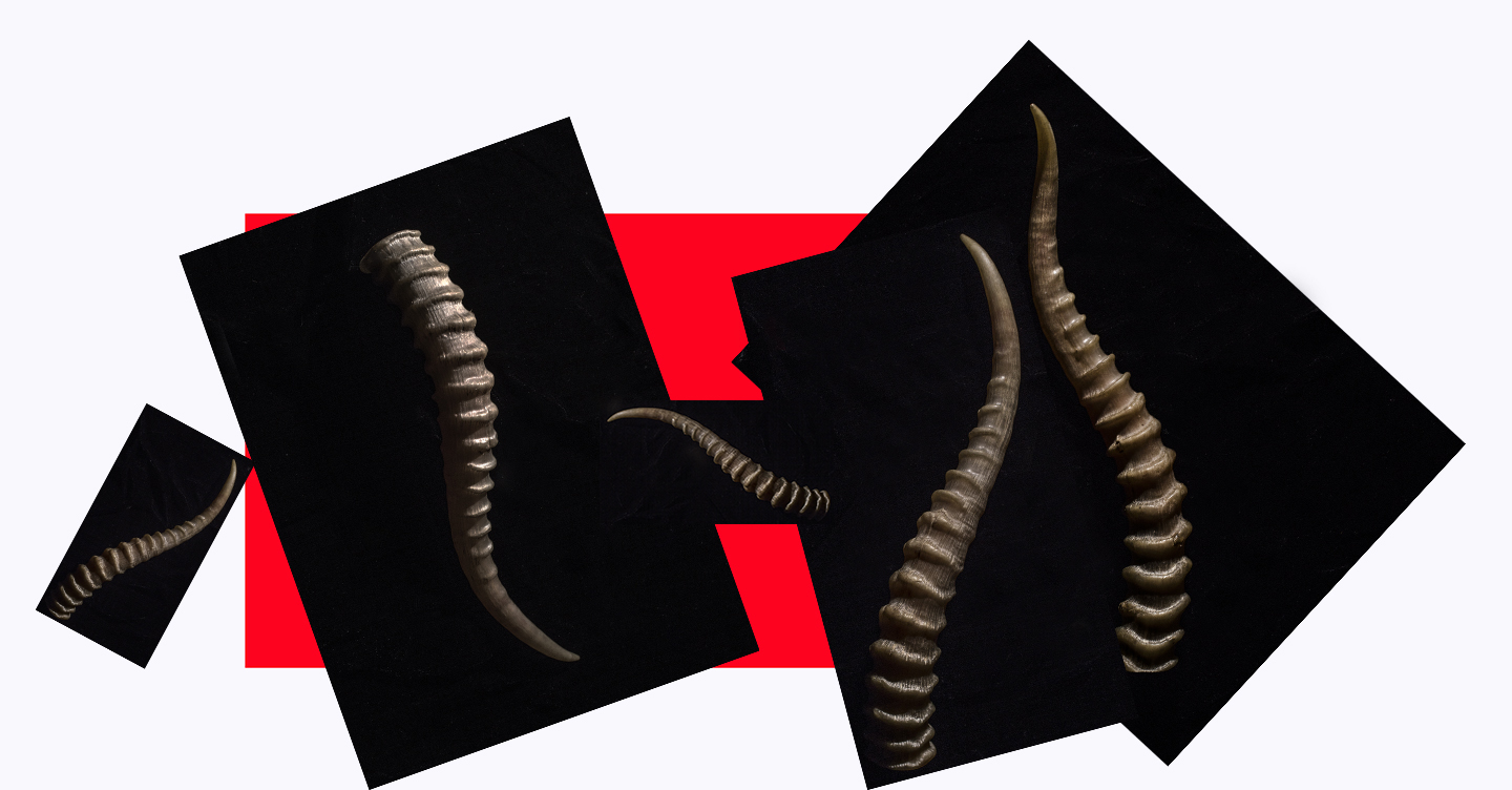 horn (1)